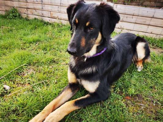 Mischlingshunde Foto Aufruf-Beitrag-Bild