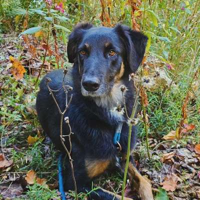 Hundetreffen-Gemeinsames Gassi 🐕😊-Bild