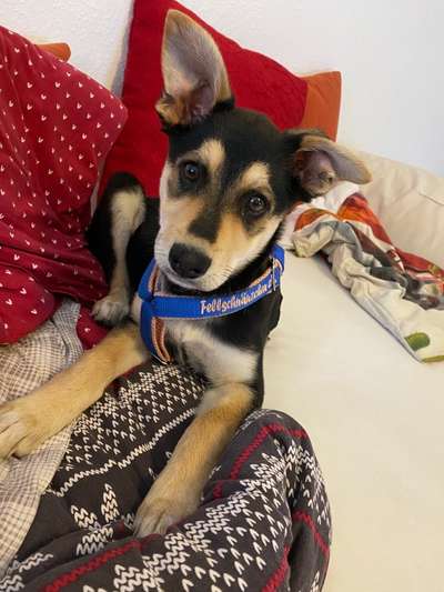 Welpen Bilder !-Beitrag-Bild