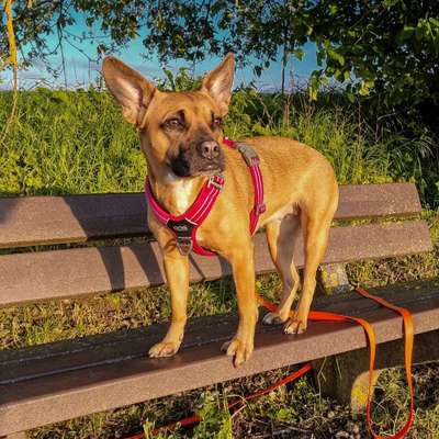Hundetreffen-Spazieren, trainieren und spielen-Bild