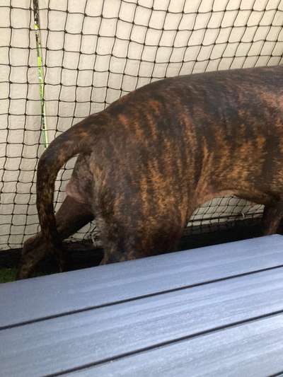 Hammelschwanz-Beitrag-Bild