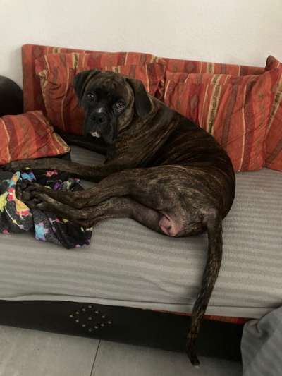 Hammelschwanz-Beitrag-Bild