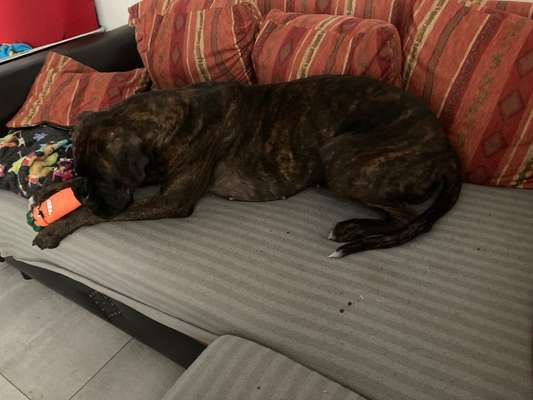 Hammelschwanz-Beitrag-Bild