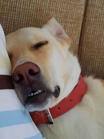 Fotosammlung: ,,Der natürliche Hund" Unbearbeitet, ungestellt und in Natura-Beitrag-Bild