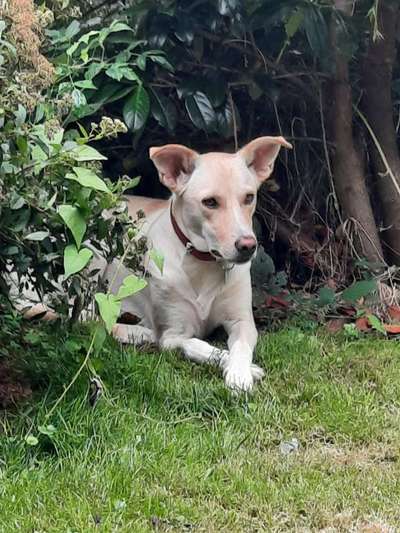 Hundetreffen-Spielen und Gassi gehen-Bild