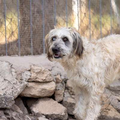 TierschutzhundeStammtisch🐕-Beitrag-Bild