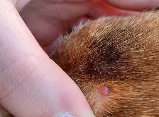 Blase/Warze auf dem Kopf des Hundes?-Beitrag-Bild