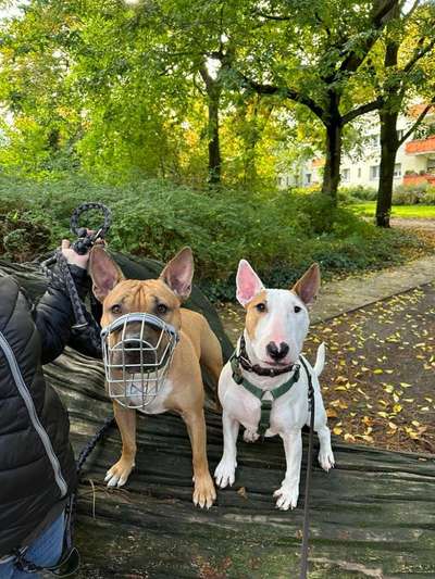 Hundetreffen-Socialwalk Tempelhof Bosepark-Bild