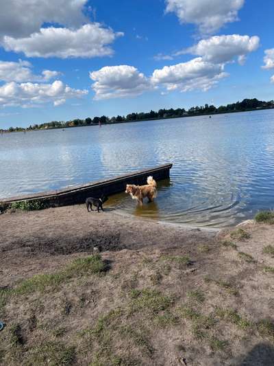 Hundeauslaufgebiet-Hundewiese Großes Meer-Bild