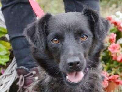 Tierschutzhund-Beitrag-Bild