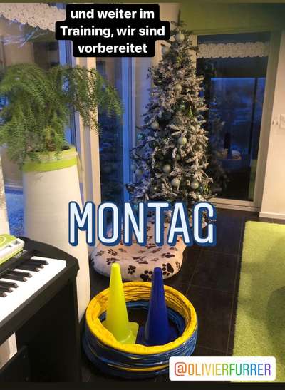 Hoopers Agility-Beitrag-Bild