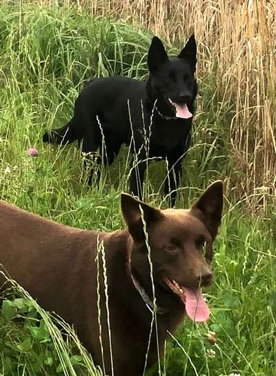 Australian Kelpie-Beitrag-Bild