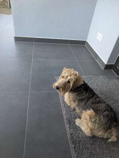 Hundetreffen-Struppi sucht einen Spielfreund-Bild