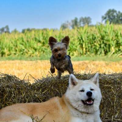 aktuelles Foto Gruppe die Mini Wauzis💕☆ 🐕 alle Rassen bis max. 6kg