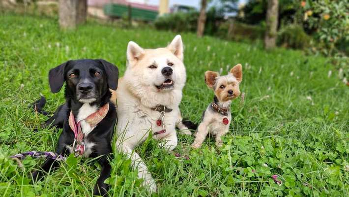 Unsere Fellnasen-Vielfalt im Überblick!-Beitrag-Bild