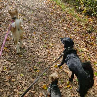 Hundetreffen-Schnüffel-Treffen (Social-Walk)-Bild
