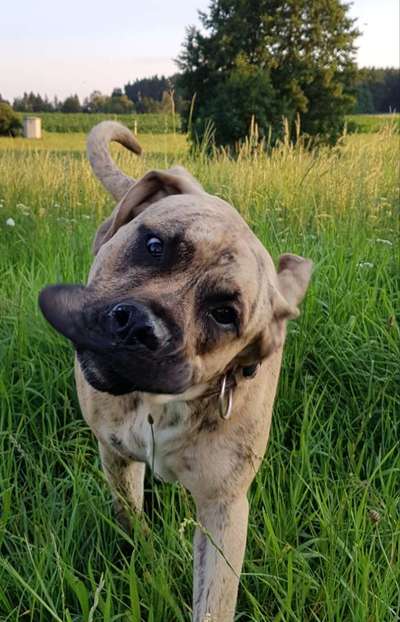 Die Dogorama-Wochen-Challenge "Die schönste Grimasse"-Beitrag-Bild