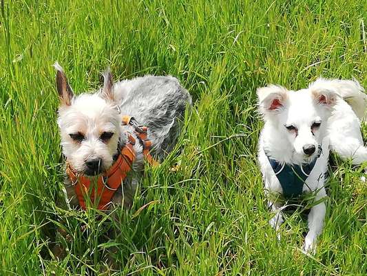 Mischlingshunde Foto Aufruf-Beitrag-Bild