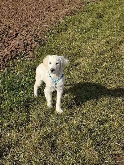 Golden Retriever-Beitrag-Bild