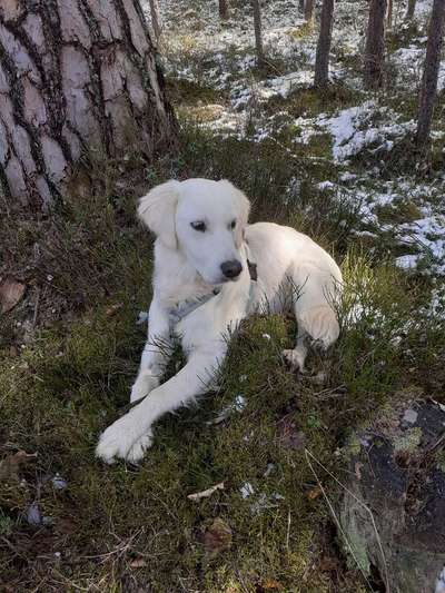 Golden Retriever-Beitrag-Bild