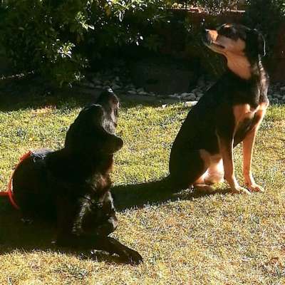 Hundetreffen-Social Walks & geführte Hundebegegnungen-Bild