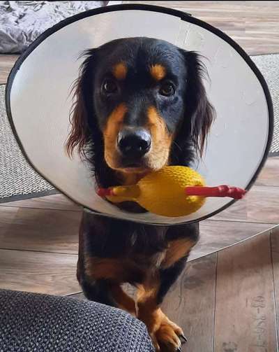 Auslandstierschutz-Beitrag-Bild