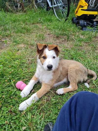 Hundetreffen-Welpenfreunde / Spielgefährten-Bild