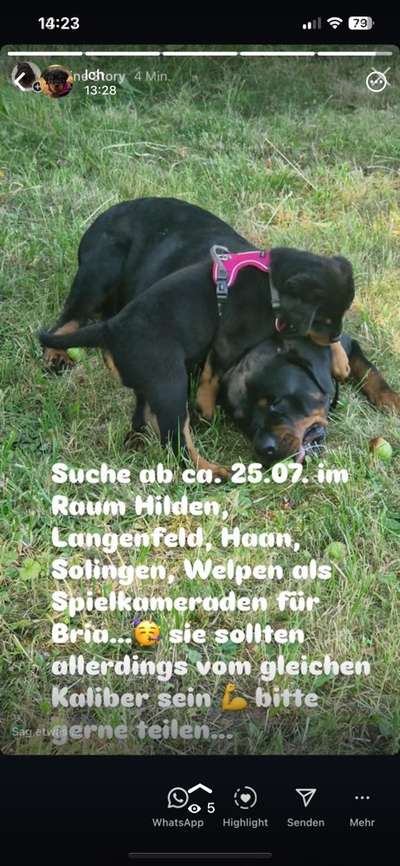 Hundetreffen-Welpen mit ca. 8-10 kg zum Spielen gesucht in Hilden, Langenfeld., Haan, Solingen-Bild