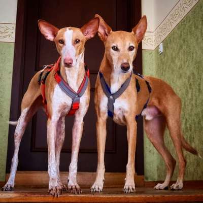 Podenco/Mischlinge hier? :-)-Beitrag-Bild