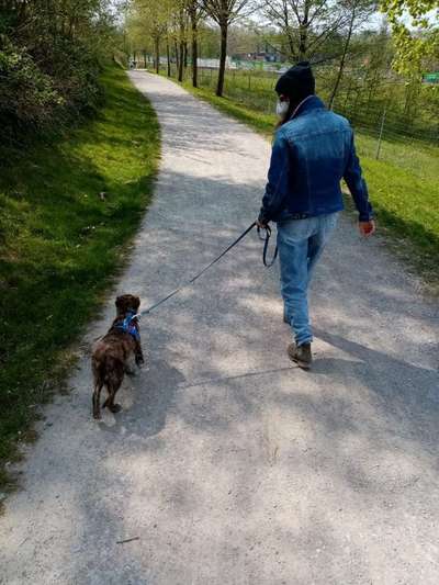 Hundetreffen-Gassi in Altenessen-Bild