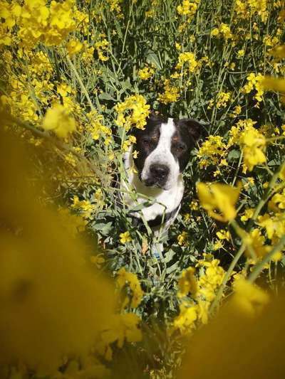 5. Hund im hohen Gras-Beitrag-Bild