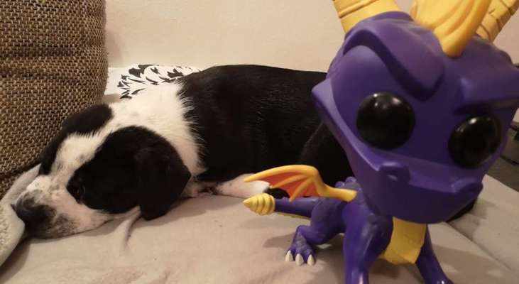 Dogorama Photo Challenge - Dein Hund mit Statuen/Figuren-Beitrag-Bild