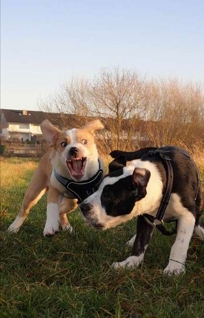 FOTOCHALLENGE - Nr. 74 Ugly Dog: Zeige das schlimmste Foto von deinem Hund-Beitrag-Bild