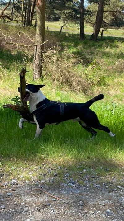 Dogorama Photo Challenge - Apportieren-Beitrag-Bild