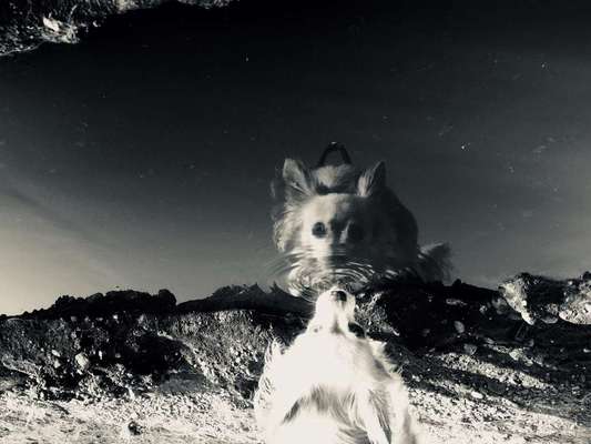 Dogorama Photo Challenge - Pfützen & Spiegelungen-Beitrag-Bild