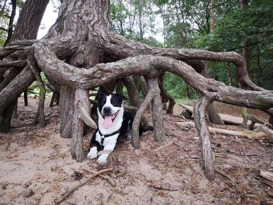 Dogorama Photo Challenge- Wurzeln-Beitrag-Bild