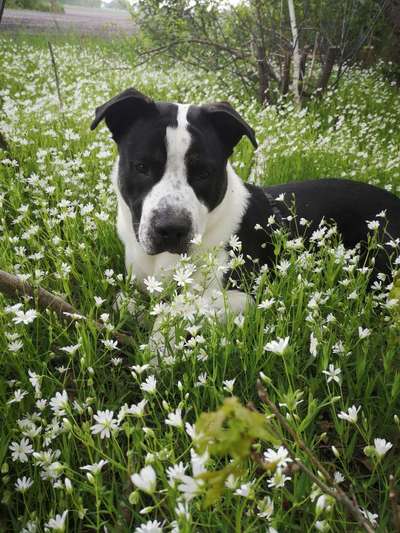 Dogorama Photo Challenge - Der Frühling kommt-Beitrag-Bild