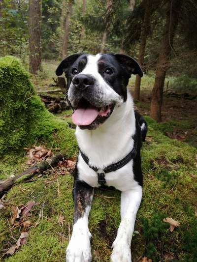 Wald Bild-Beitrag-Bild