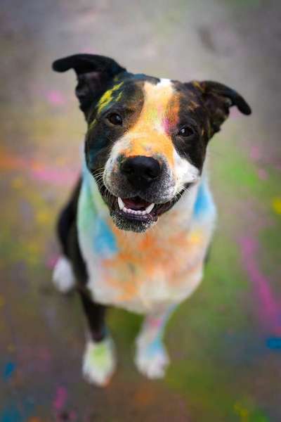 Dogorama Photo Challenge - Be my valentine-Beitrag-Bild