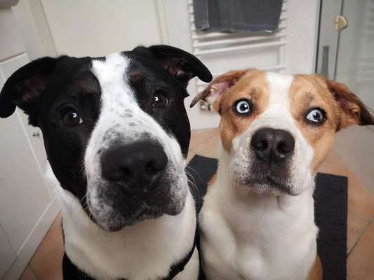 Dogorama Photo Challenge - Gegensätze-Beitrag-Bild