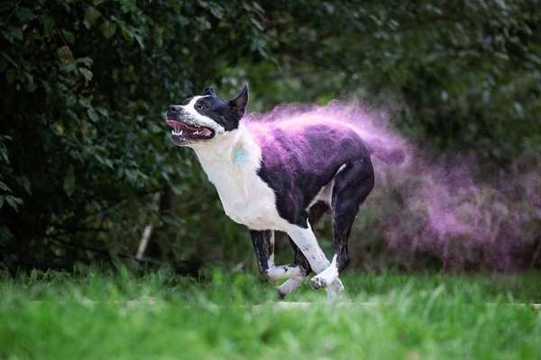 Fotochallenge Nr 73 ~ Schokoseite - Zeig deinen Hund von seiner besten Seite-Beitrag-Bild