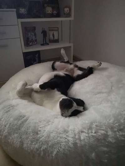 Dogorama Photo Challenge - Zeit ins Bett zu gehen-Beitrag-Bild