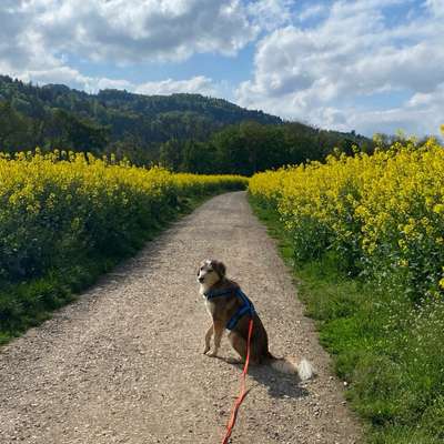 Hundetreffen-Spazier- und Spielrunde-Bild