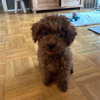 Hundetreffen-Welpen und/oder kleine Hunde als Spielkameraden gesucht-Bild