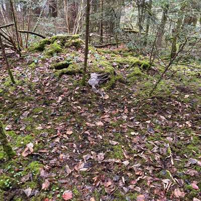 Giftköder-Toter Fuchs-Bild