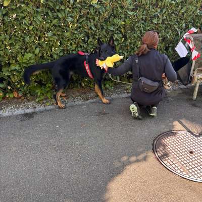 Giftköder-Pfotenschnitzeljagd-Bild