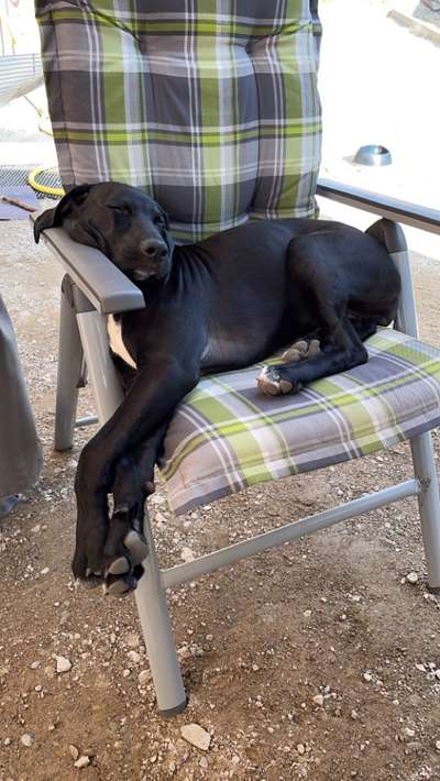 Welche Hunderasse-Beitrag-Bild