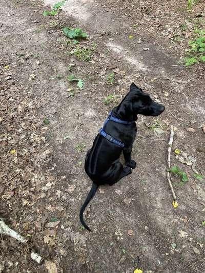 Rhodesian Ridgeback-Beitrag-Bild