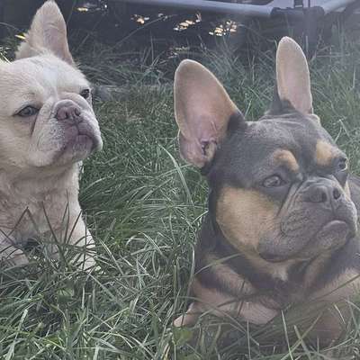 Hundetreffen-Frenchie Treffen Saarlouis und Umgebung-Bild