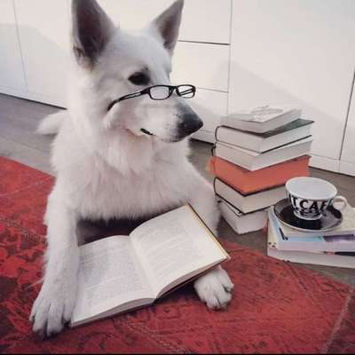 Dogorama Photo Challenge - Rund-Beitrag-Bild